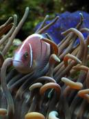 Diego Martien Photo Gallery | Jay_Fish.jpg