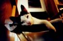 Diego Martien Photo Gallery | Kitty.jpg