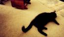 Diego Martien Photo Gallery | catmare.jpg