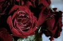 Diego Martien Photo Gallery | deep_roses.jpg