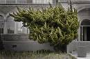 Diego Martien Photo Gallery | fire_tree.jpg