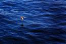 Diego Martien Photo Gallery | ground_effect.jpg