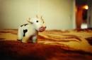 Diego Martien Photo Gallery | on_the_pasture.jpg