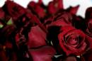 Diego Martien Photo Gallery | rose_crowd.jpg