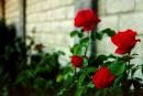Diego Martien Photo Gallery | rose_wall.jpg